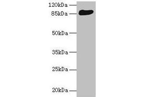 Western blot All lanes: THAP12 antibody at 10 μg/mL + HepG2 whole cell lysate Secondary Goat polyclonal to rabbit IgG at 1/10000 dilution Predicted band size: 88, 57 kDa Observed band size: 88 kDa (PRKRIR Antikörper  (AA 612-761))