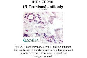 Image no. 1 for anti-Chemokine (C-C Motif) Receptor 10 (CCR10) (N-Term) antibody (ABIN1732760) (CCR10 Antikörper  (N-Term))