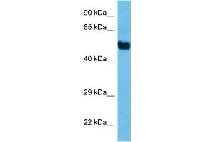 Host:  Mouse  Target Name:  TFE3  Sample Tissue:  Mouse Brain  Antibody Dilution:  1ug/ml (TFEB Antikörper  (C-Term))