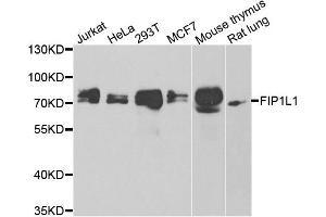 Western blot analysis of extracts of various cell lines, using FIP1L1 antibody. (FIP1L1 Antikörper)