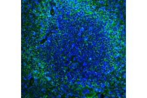 IF analysis of Cd2 using anti-Cd2 antibody (ABIN7600738).