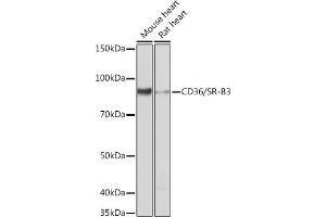 Western Blotting (WB) image for anti-CD36 (CD36) antibody (ABIN7266188)