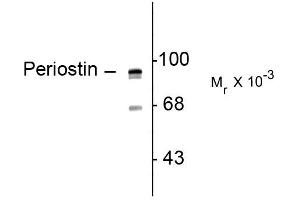 Western blots of rat lung lysate showing specific immunolabeling of the ~ 93 kDa periostin protein doublet. (Periostin Antikörper  (C-Term))