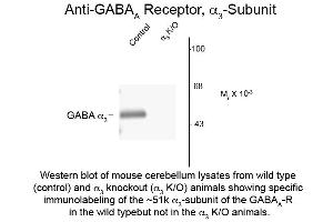 Western Blot of Anti-GABA(A) Receptor alpha 3 (Rabbit) Antibody - 600-401-D46 Western Blot of Anti-GABA(A) Receptor alpha 3 (Rabbit) Antibody. (GABRA3 Antikörper  (N-Term))