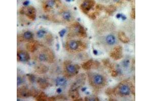 IHC-P analysis of Liver tissue, with DAB staining. (Motilin Antikörper  (AA 25-112))
