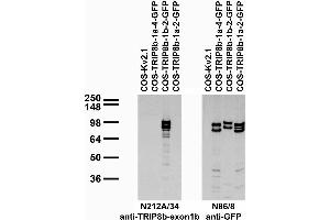 Transfected cell immunoblot: extracts of COS cells transiently transfected with GFP-tagged TRIP8b-1a-4, TRIP8b-1b-2, TRIP8b-1a-2 or untagged Kv2. (Peroxisomal Biogenesis Factor 5-Like (PEX5L) (AA 1-192), (Constant Region) Antikörper)