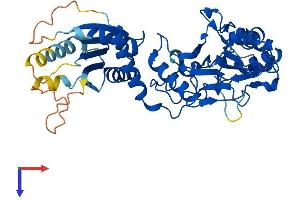 LACC1 Protein (AA 1-430) (His tag)