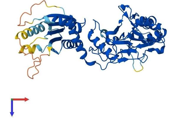 LACC1 Protein (AA 1-430) (His tag)