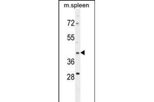 P1D Antibody (ABIN654807 and ABIN2844481) western blot analysis in mouse spleen cell line lysates (35 μg/lane).