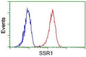 Image no. 4 for anti-Signal Sequence Receptor, alpha (SSR1) antibody (ABIN1501153) (SSR1 Antikörper)