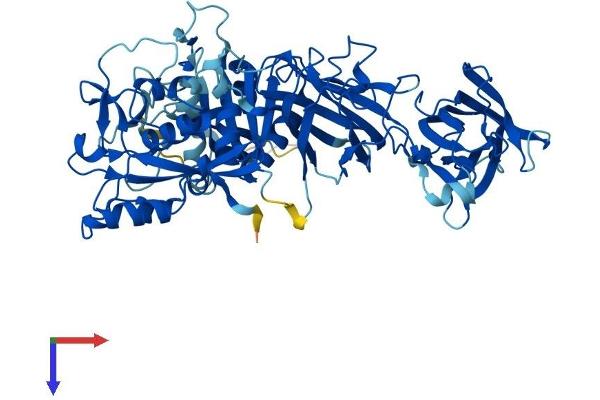 Calpain 6 Protein (CAPN6) (AA 1-641) (His tag)