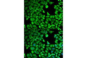 Immunofluorescence analysis of HeLa cells using LTA4H antibody. (LTA4H Antikörper  (AA 312-611))