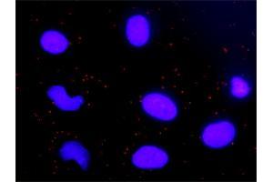 Proximity Ligation Analysis of protein-protein interactions between CYCS and CASP9. (Cytochrome C Antikörper  (AA 1-105))