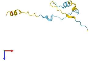 CDC42SE2 Protein (AA 1-84) (Fc Tag)