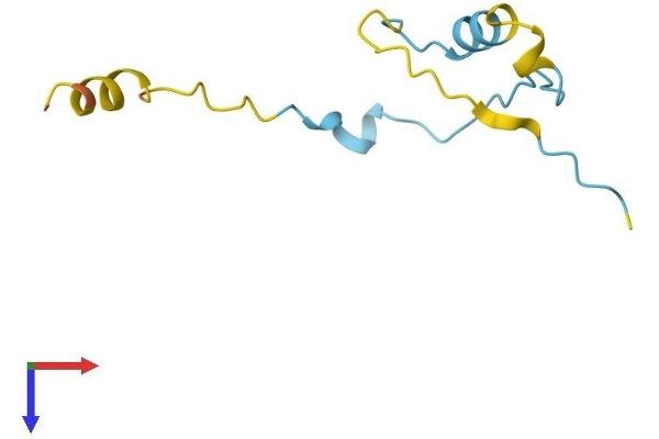 CDC42SE2 Protein (AA 1-84) (Fc Tag)