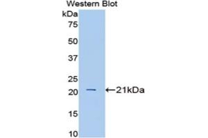 Western blot analysis of the recombinant protein. (IL1A Antikörper  (AA 98-266))