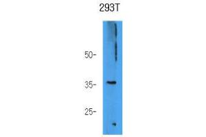Image no. 1 for anti-Aldo-Keto Reductase Family 7, Member A3 (Aflatoxin Aldehyde Reductase) (AKR7A3) (AA 1-331), (N-Term) antibody (ABIN950325)