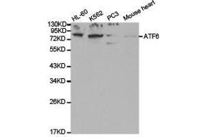 Western Blotting (WB) image for anti-Activating Transcription Factor 6 (ATF6) antibody (ABIN1871133) (ATF6 Antikörper)
