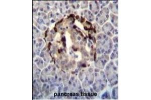 STXBP3 Antibody (Center) (ABIN656402 and ABIN2845696) immunohistochemistry analysis in formalin fixed and paraffin embedded human pancreas tissue followed by peroxidase conjugation of the secondary antibody and DAB staining. (STXBP3 Antikörper  (AA 145-171))