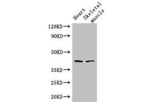 Western Blot Positive WB detected in: Mouse heart tissue, Mouse skeletal muscle tissue All lanes: SLC30A7 antibody at 3 μg/mL Secondary Goat polyclonal to rabbit IgG at 1/50000 dilution Predicted band size: 42 kDa Observed band size: 42 kDa (SLC3A7 (AA 162-236) Antikörper)