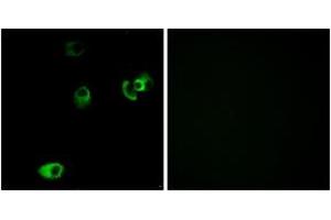 Immunofluorescence analysis of MCF7 cells, using DRD4 Antibody. (DRD4 Antikörper  (AA 355-404))