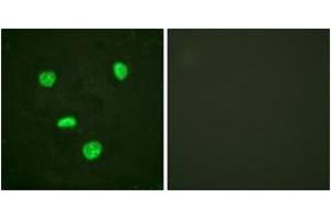 Immunofluorescence analysis of HeLa cells, using Histone H3. (Histone H3.3 Antikörper  (AA 16-65))