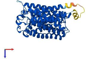 RHAG Protein (AA 1-409) (His tag)