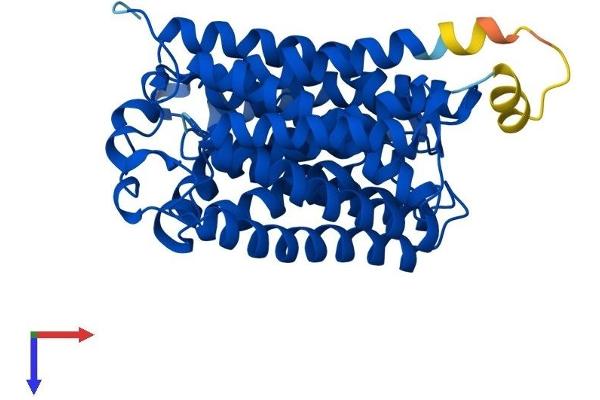 RHAG Protein (AA 1-409) (His tag)