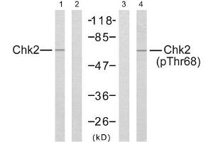Western blot analysis of the extracts from Jurkat cells using Chk2 (epitope around residue 68) antibody (Line 1 and 2) and Chk2 (phospho-Thr68) antibody (Line 3 and 4). (CHEK2 Antikörper  (Thr68))