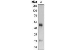 Western blot analysis of Caspase 4 p20 expression in Ramos (A) whole cell lysates. (Caspase 4 p20 (Center) Antikörper)