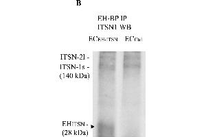 Intersectin-1s (ITSN) interacts via the EH domains with the EHBP1. (Kaninchen TrueBlot® Anti-Kaninchen IgG HRP)