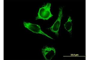 Immunofluorescence of purified MaxPab antibody to TUFM on HeLa cell.