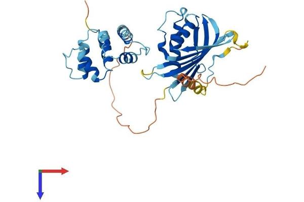 C3orf38 Protein (AA 1-329) (His tag)