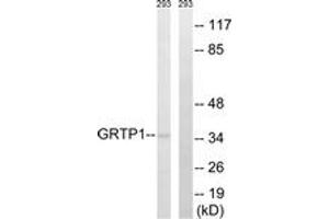 Western blot analysis of extracts from 293 cells, using GRTP1 Antibody.