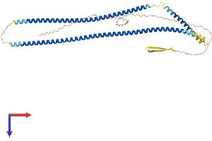 KRT15 Protein (AA 1-452) (His tag)