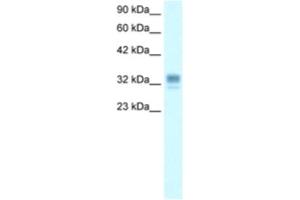 Western Blotting (WB) image for anti-Asialoglycoprotein Receptor 1 (ASGR1) antibody (ABIN2460812) (Asialoglycoprotein Receptor 1 Antikörper)