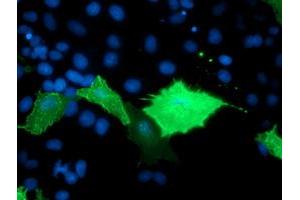 Anti-TULP3 mouse monoclonal antibody (ABIN2455458) immunofluorescent staining of COS7 cells transiently transfected by pCMV6-ENTRY TULP3 (RC207595). (TULP3 Antikörper)