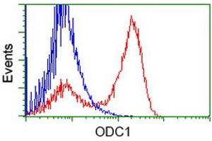 HEK293T cells transfected with either RC206858 overexpress plasmid (Red) or empty vector control plasmid (Blue) were immunostained by anti-ODC1 antibody (ABIN2453400), and then analyzed by flow cytometry. (ODC1 Antikörper)
