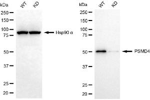 Western blotting analysis using PSMD4 antibody (ABIN7799950).