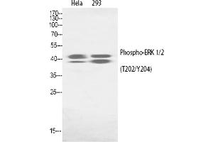 Western Blot analysis of Hela(1), 293(2). (ERK1/2 Antikörper  (pThr202))