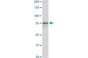 PCCA MaxPab polyclonal antibody. (PCCA Antikörper  (AA 1-703))