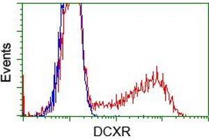 Image no. 5 for anti-Dicarbonyl/L-Xylulose Reductase (DCXR) antibody (ABIN1497785) (DCXR Antikörper)