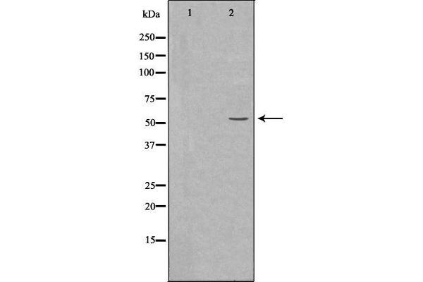 BAIAP2L2 Antikörper  (Internal Region)
