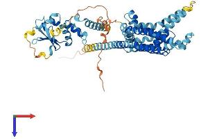 KCNG1 Protein (AA 1-514) (His tag)