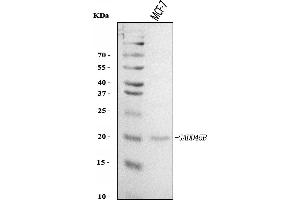 Western blot analysis of GADD45B using anti-GADD45B antibody (ABIN7603219). (GADD45B Antikörper  (N-Term))