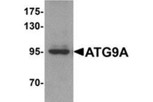 Western blot analysis of ATG9A in mouse heart tissue lysate with ATG9A antibody at 1 μg/ml. (ATG9A Antikörper  (C-Term))