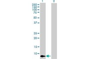 Western Blot analysis of CXCL11 expression in transfected 293T cell line by CXCL11 MaxPab polyclonal antibody.