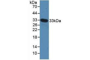 Detection of Recombinant MYH4, Mouse using Polyclonal Antibody to Myosin Heavy Chain 4, Skeletal Muscle (MYH4) (MYH4 Antikörper  (AA 1259-1495))