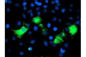 Immunofluorescence (IF) image for anti-Poliovirus Receptor-Related 1 (Herpesvirus Entry Mediator C) (PVRL1) antibody (ABIN1499678) (PVRL1 Antikörper)