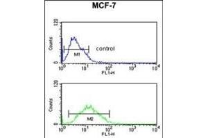 FKBP4 Antibody (Center) (ABIN391579 and ABIN2841513) flow cytometric analysis of MCF-7 cells (bottom histogram) compared to a negative control cell (top histogram). (FKBP4 Antikörper  (AA 186-216))